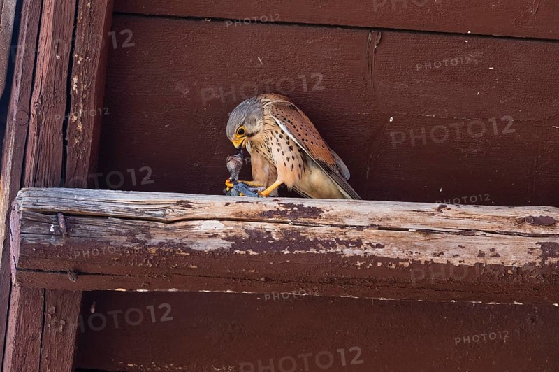 Common Kestrel (Falco tinnunculus), adult male perched on the beam of a house roof, eating a captured swift chick, Hesse, Germany, Europe