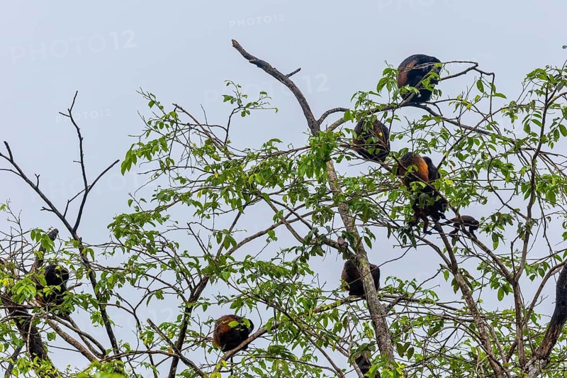 Howler monkeys (Alouatta), primates (Anthropoidea), Sierpe, Puentarenas, Costa Rica, Central America