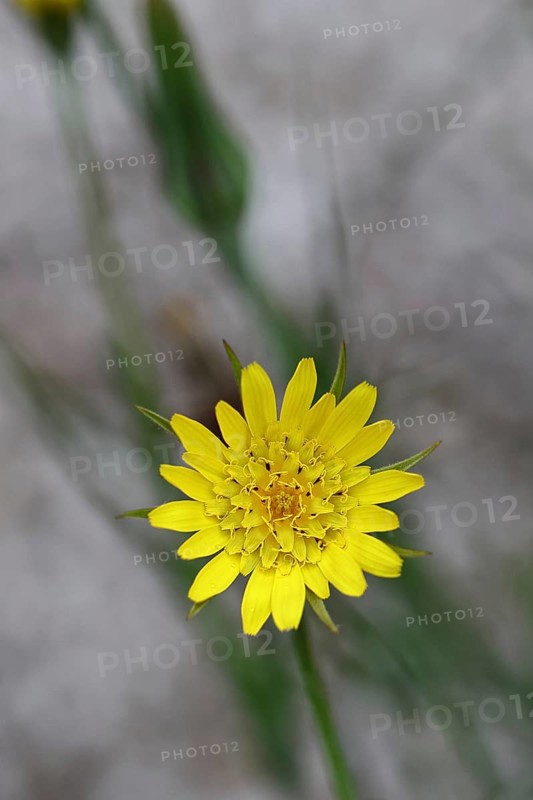 Meadow hogweed (Tragopogon pratensis), yellow flower in the garden, Wilnsdorf, North Rhine-Westphalia, Germany, Europe