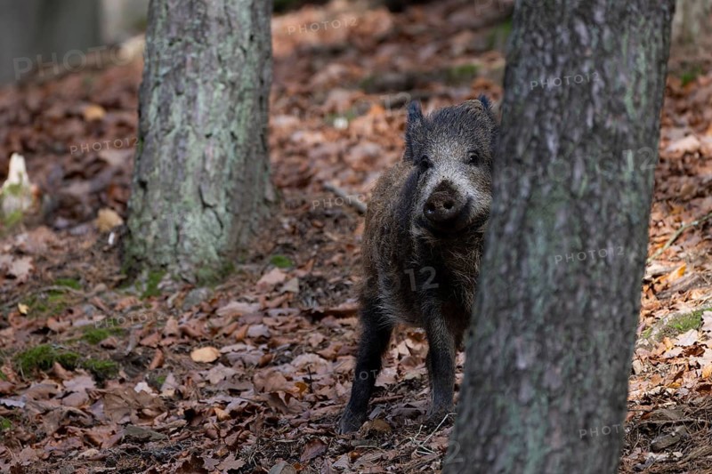 Wild boar (Sus scrofa), overrunner, Daun, Germany, Europe