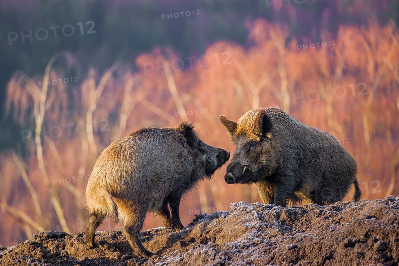 Two wild boars (Sus scrofa) stand on a frozen mound of earth early in the morning and consider whether they should fight the other
