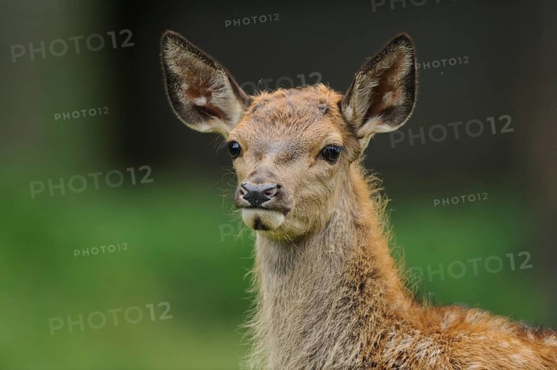 A young stag with large ears looks curiously at its surroundings, red deer (Cervus elaphus), Bavaria