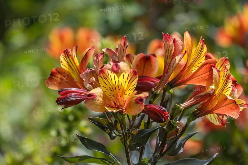 Inkalilien (Alstroemeria), Münsterland, North Rhine-Westphalia, Germany, Europe