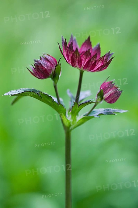 Starry umbel (Astrantia major Rubra), Emsland, Lower Saxony, Germany, Europe
