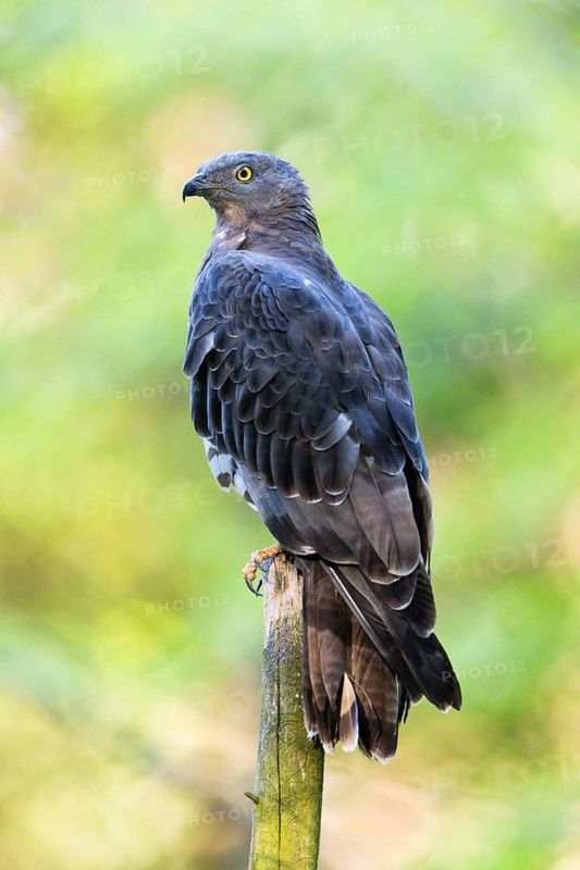 European Honey Buzzard (Pernis apivorus), adult male perched on a pole, Bavarian Forest, Bavaria, Germany, Europe