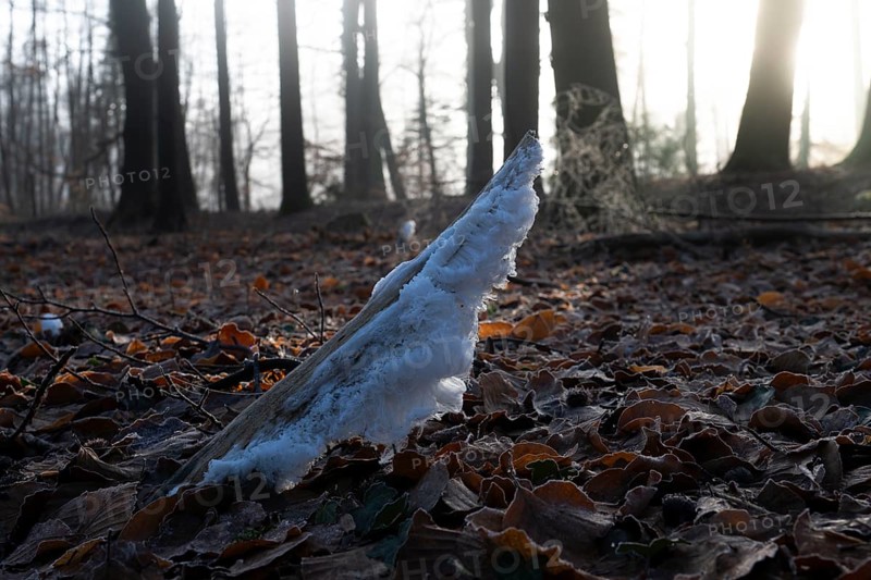 Ice crystals on the dead wood of a branch, North Rhine-Westphalia, Germany, Europe