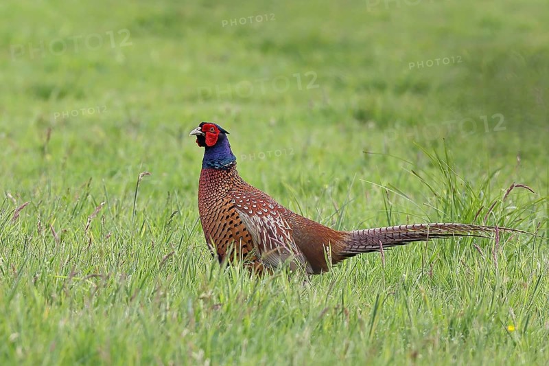 Pheasant, hunting pheasant (Phasianus colchicus), adult male bird in a meadow, wildlife, Lembruch, Ochsen Moor, Dümmer nature park Park, Lower Saxony, Germany, Europe