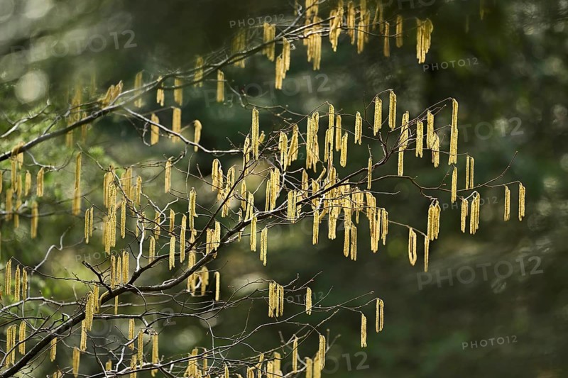 Flower catkins from the hazelnut bush (Corylus avellana)