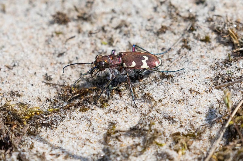 Northern Dune Tiger Beetle (Cicindela hybrida), adult on a sandy track, Texel, Holland