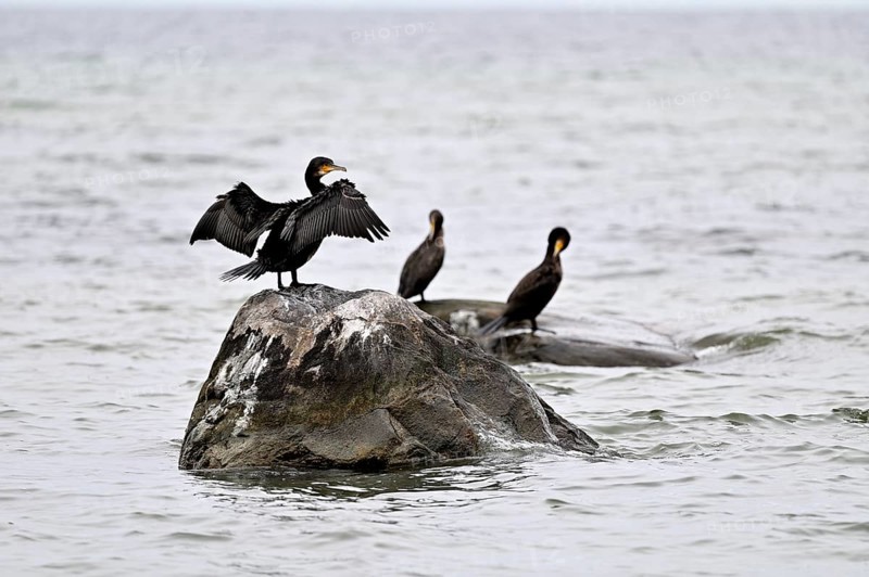 Cormorant (Phalacocorax carbo), with outstretched wings sitting on a rock in the Baltic Sea, Poel Island, Mecklenburg-Western Pomerania, Germany, Europe