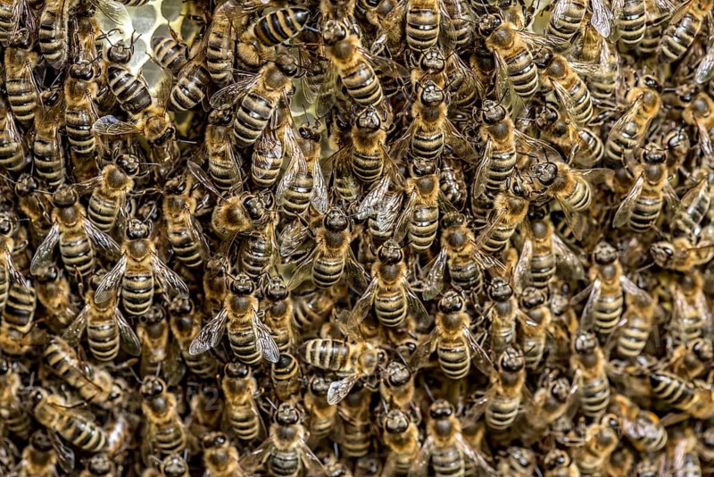 Bee colony, many bees, Western or European honey bee (Apis mellifera), wild construction of natural honeycomb outside of beehive, beeswax, fresh, white, honeycomb, Nidda, Wetterau, Hesse, Germany, Europe