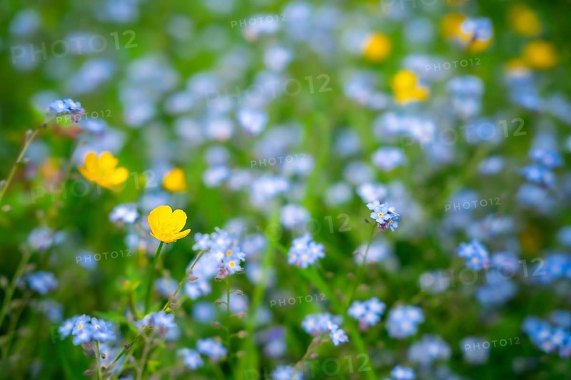 Yellow buttercups (Ranunculus acris) and wild blue-flowering forget-me-nots (Myosotis) in a meadow. Focus on a yellow flower in the foreground, flowers in the background out of focus. Close-up