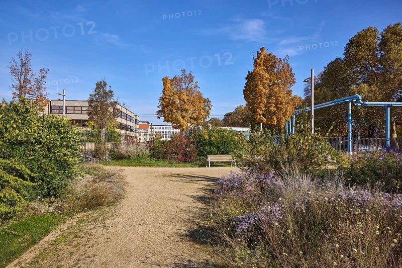 Duchess Garden, gardens with flowerbeds, paths and trees, asters (Aster), above-ground district heating pipeline, Ostra-Allee, Dresden, state capital, independent city, Saxony, Germany, Europe