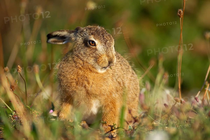 European brown hare (Lepus europaeus) juvenile baby leveret animal feeding in grassland in summer, England, United Kingdom, Europe