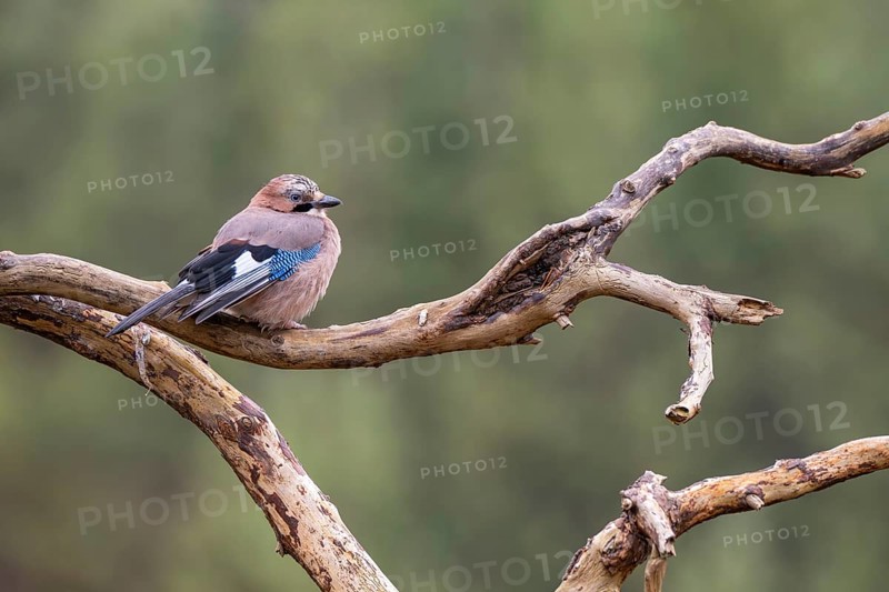 Eurasian jay (Garrulus glandarius), sitting on a branch, Terfens, Tyrol, Austria, Europe
