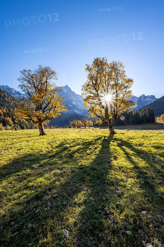 Sycamore maple with autumnal yellow foliage and sun star, large maple base in autumn, rocky mountain peaks with Spritzkarspitze in the background, Rißtal in the Eng, Karwendel, Tyrol, Austria, Europe