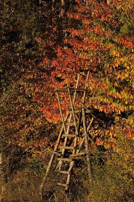 High seat at the edge of the forest in autumn leaves, Franconia