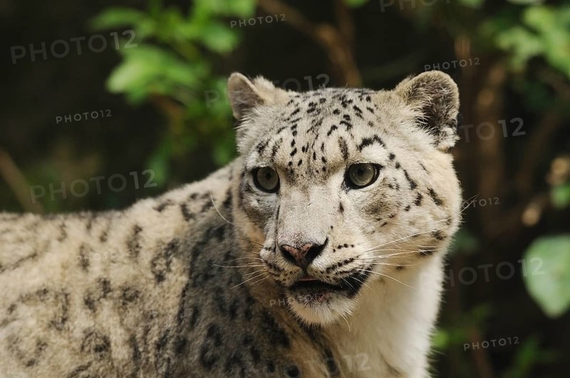 Snow leopard looking attentively to the side, surrounded by green leaves, Snow leopard (Panthera uncia), captive