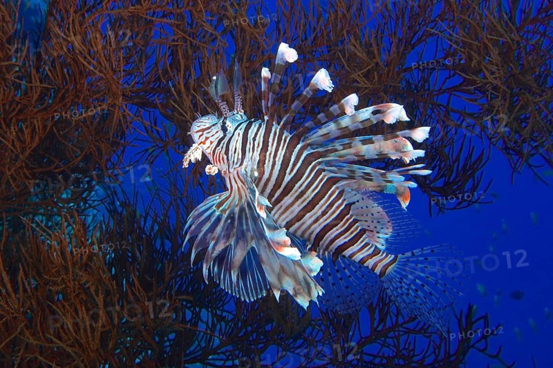 A common lionfish (Pterois miles) with striped fins swims elegantly through the coral reef with black wire coral (Antipathes dichotoma), dive site St Johns Reef, Saint Johns, Red Sea, Egypt, Africa