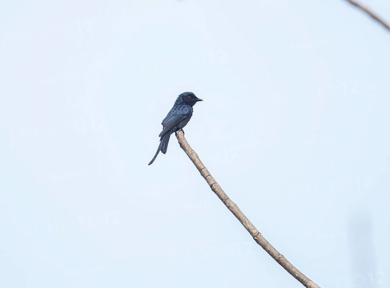 King drongo, black drongo (Dicrurus macrocercus), Kaeng Krachan National Park, Phetchaburi Province, Thailand, Asia