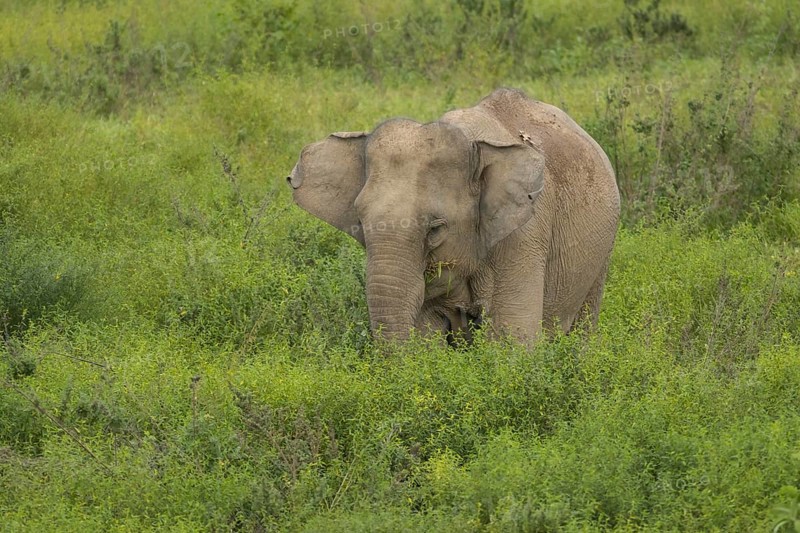 Indian elephants (Elephas maximus indicus), Khiri Khan, Hua Hin, Kui Buri National Park, Thailand, Asia