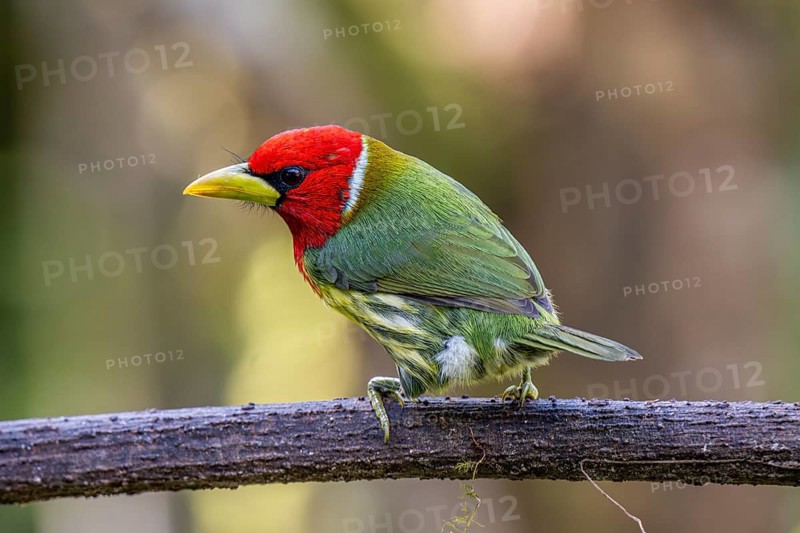 Red-headed barbet (Eubucco bourcierii), male, Mindo Forest Reserve, Mindo, Ecuador, South America