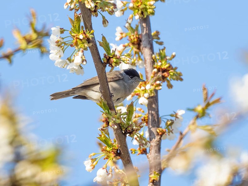 Blackcap (Sylvia atricapilla), adult male, perched in a flowering cherry tree, Hesse, Germany, Europe
