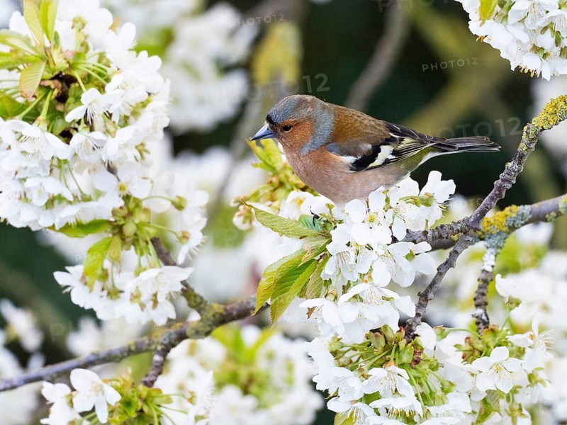 Common Chaffinch (Fringilla coelebs), adult male, perched in a flowering cherry tree, Hesse, Germany, Europe