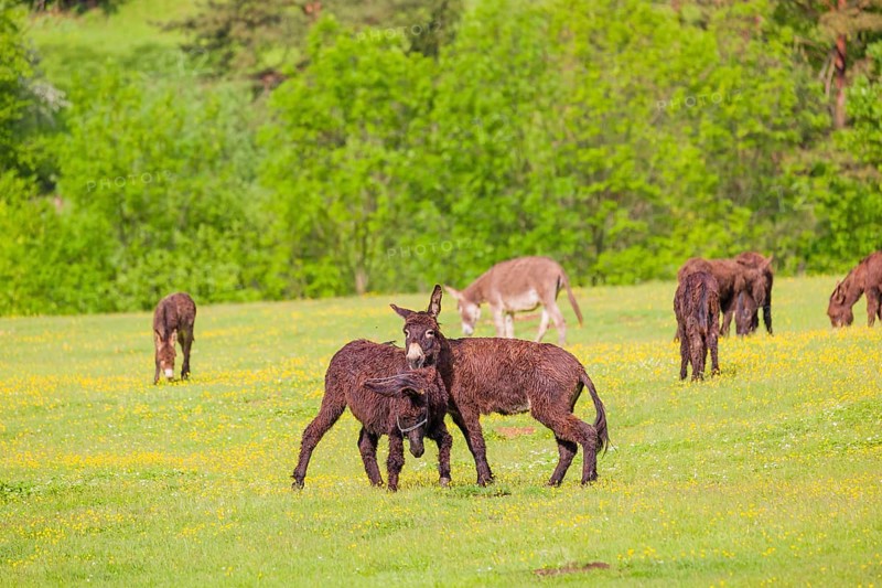 Two mixed breed donkey stallions fight