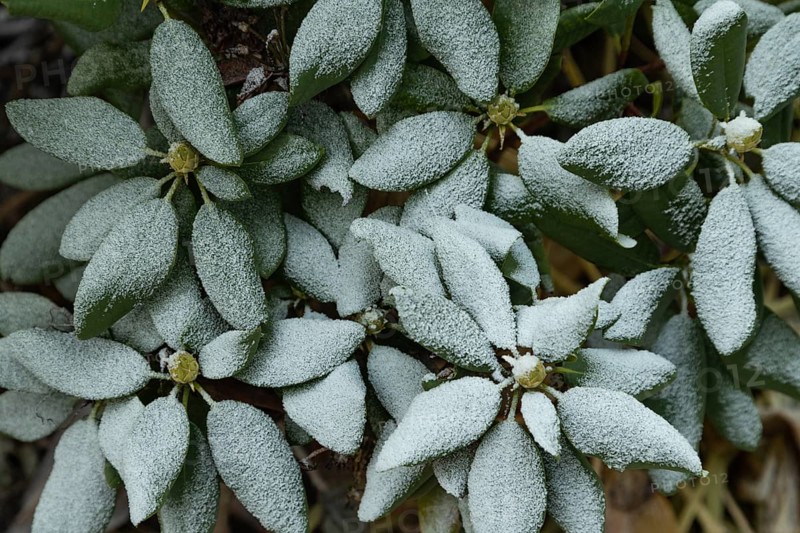 Azalea tree branch covered with hoarfrost. Abstract floral background, garden and winter concept. Frost texture, close up, side view