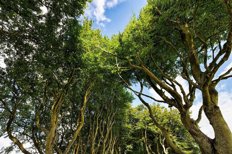 Treetops in the sunlight, famous beech avenue, The Dark Hedges, tunnel avenue, view upwards, Ballymoney, County Antrim, Northern Ireland, Great Britain