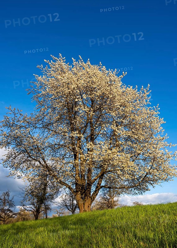 A white blossoming fruit tree in a meadow in spring. Sunshine, blue sky, golden hour. Small Odenwald, Rhine-Neckar district, Baden-Württemberg, Germany, Europe