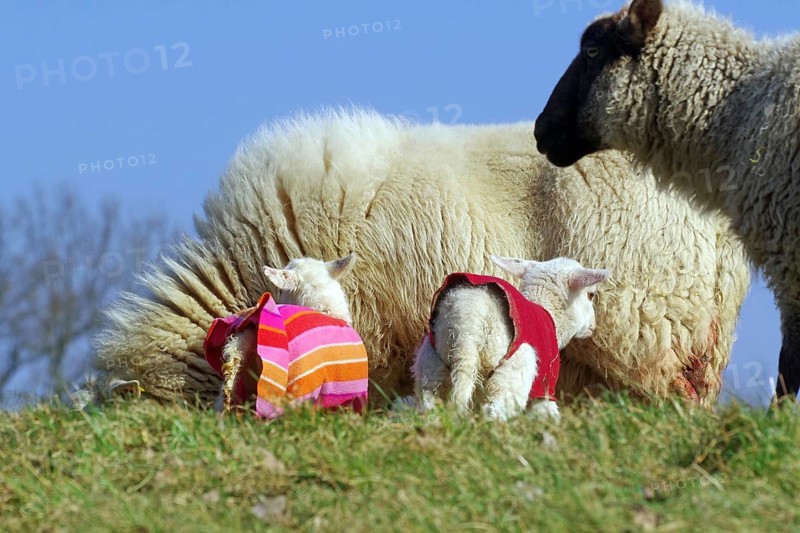 Two lambs with clothes on a green meadow next to a sheep, Elbe dike, Hitzacker, Damnatz, Wendland, Lower Saxony, Germany, Europe