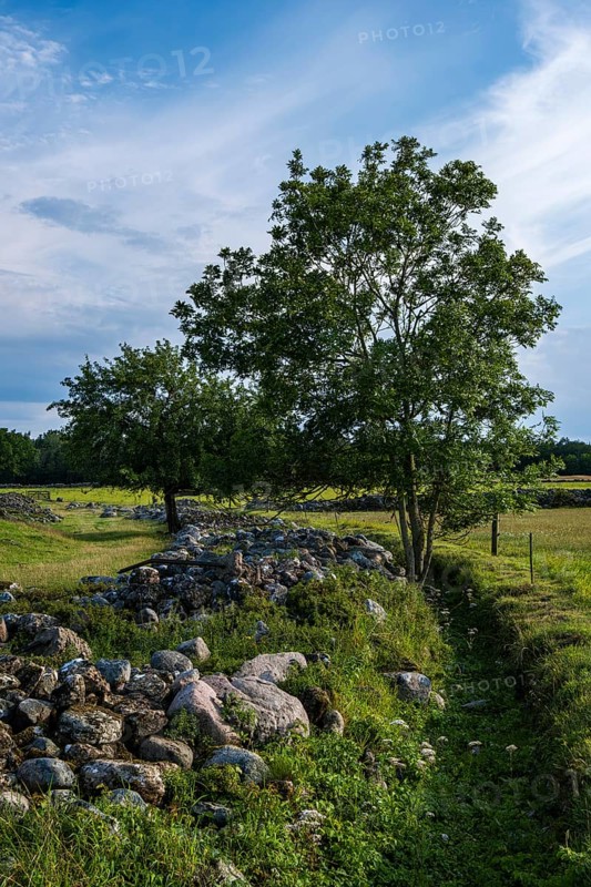 Trees in the remains of the ramparts and walls of the ruins of Graborg Castle, a prehistoric fortification near Norra Möckleby, Öland Island, Kalmar län, Sweden, Europe