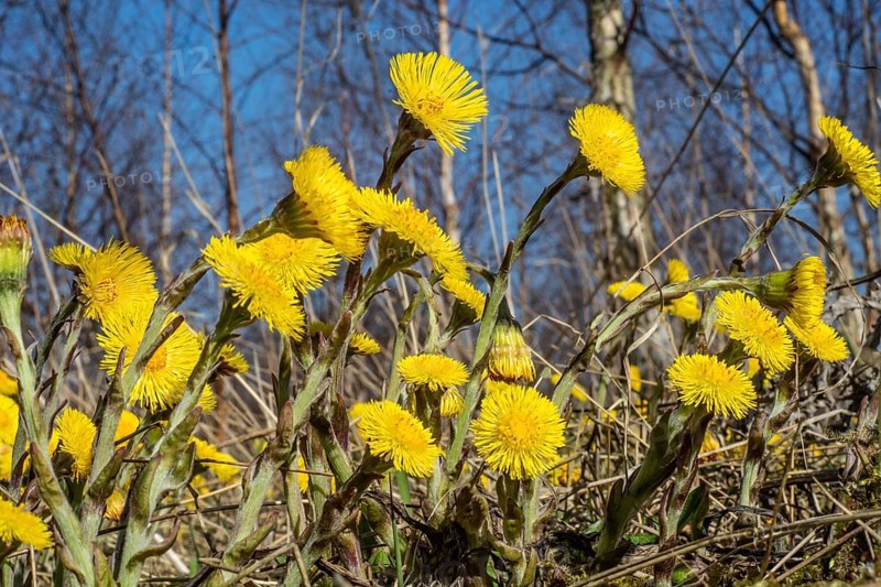 Coltsfoot (Tussilago farfara) flower at forest in Ystad, Skåne County, Sweden, Scandinavia, Europe