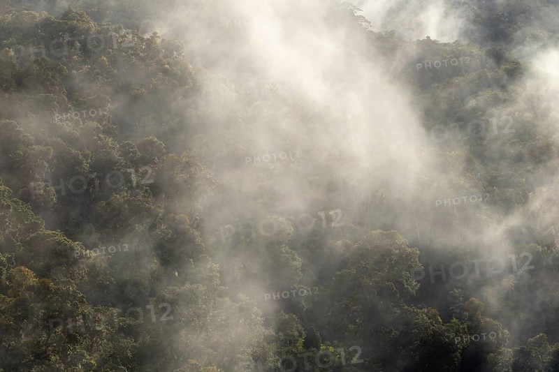 Tropical cloud forest, Monte Verde St. Elena, San Jose Province, Central Mountain Range, Costa Rica, Central America