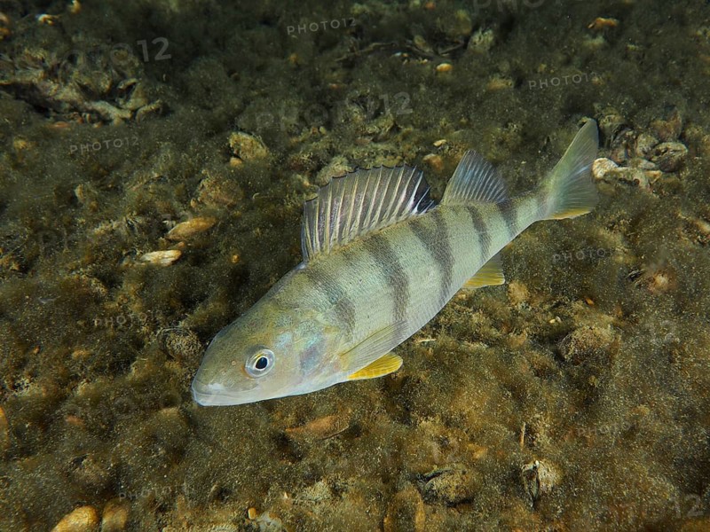A striped river perch (Perca fluviatilis), Egli, Kretzer at night, dive site Zollbrücke, Rheinau, Canton Zurich, Rhine, High Rhine, Switzerland, Germany, Europe