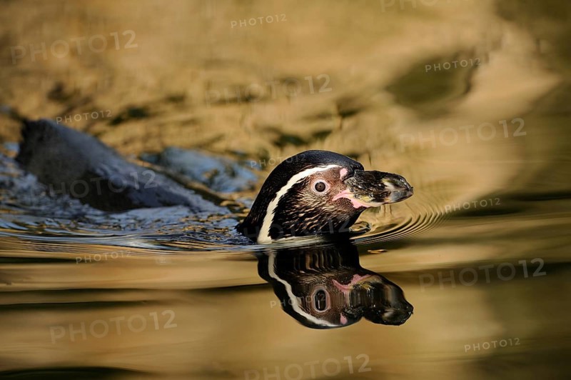 Penguin swimming in water with reflection on the surface, surrounded by a calm atmosphere, Humboldt Penguin (Spheniscus humboldti), captive