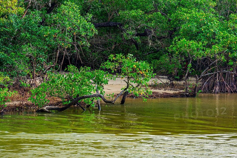 Small beach hidden between the mangrove vegetation and the river waters on the coast of Bahia Serra Grande, Bahia, Brazil, South America