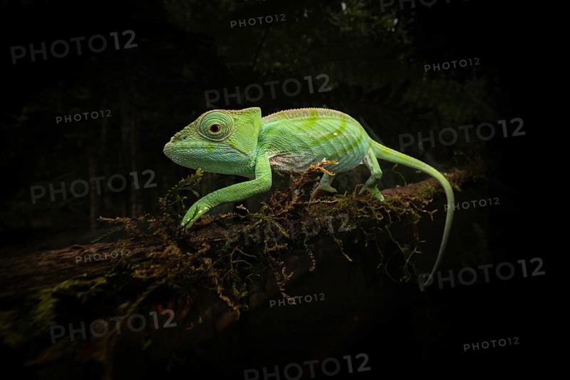 Juwenile chameleon (Calumma p. cristifer) in the rainforests of Andasibe National Park in eastern Madagascar