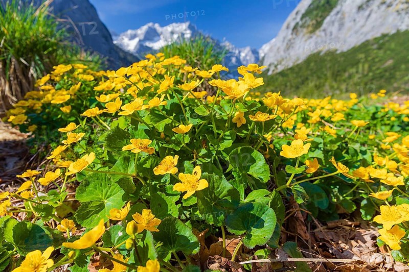 Caltha palustris, marsh-marigold or kingcup growing at the Nature conservancy area Grosser Ahornboden. in springtime. Karwendel Mountains, Austria, Europe