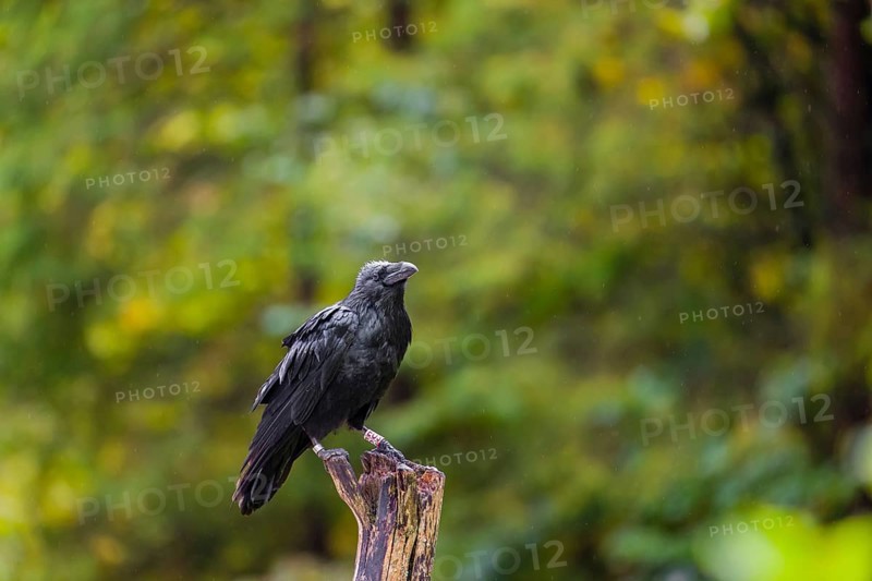 A Common Raven (Corvus corax) sitting on the roots of a fallen tree. In the background you can see a forest