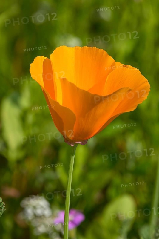 California poppy (Eschscholzia californica), Münsterland, North Rhine-Westphalia, Germany, Europe