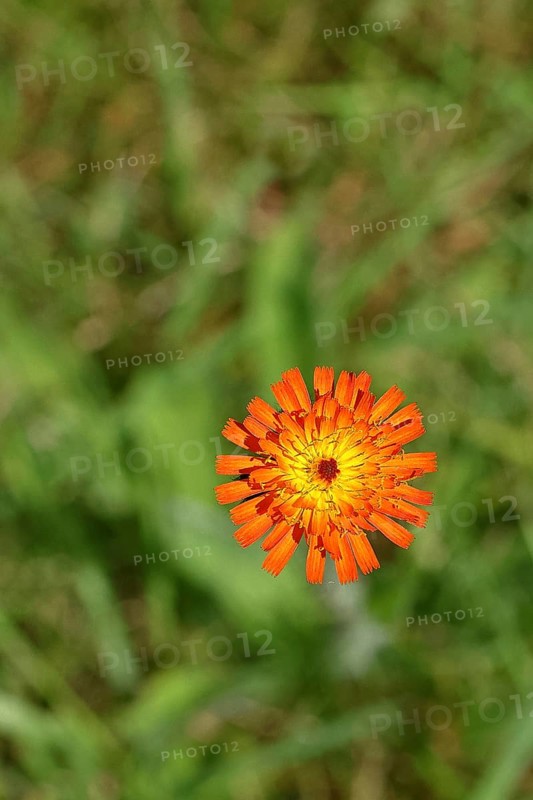 Orange hawkweed, orange-red hawkweed (Hieracium aurantiacum), flower on a rough meadow, close-up, Wilnsdorf, North Rhine-Westphalia, Germany, Europe