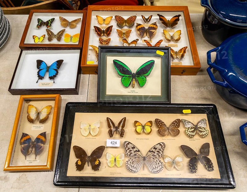 Mounted tropical butterflies in display cases