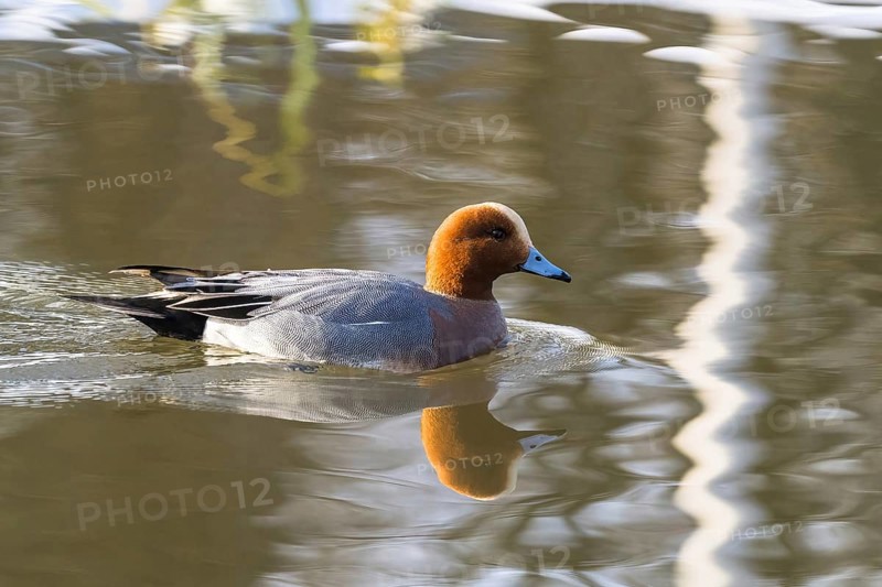 A wigeon (anas penelope), drake, swimming on a calm lake, the water reflecting its image, Hesse, Germany, Europe