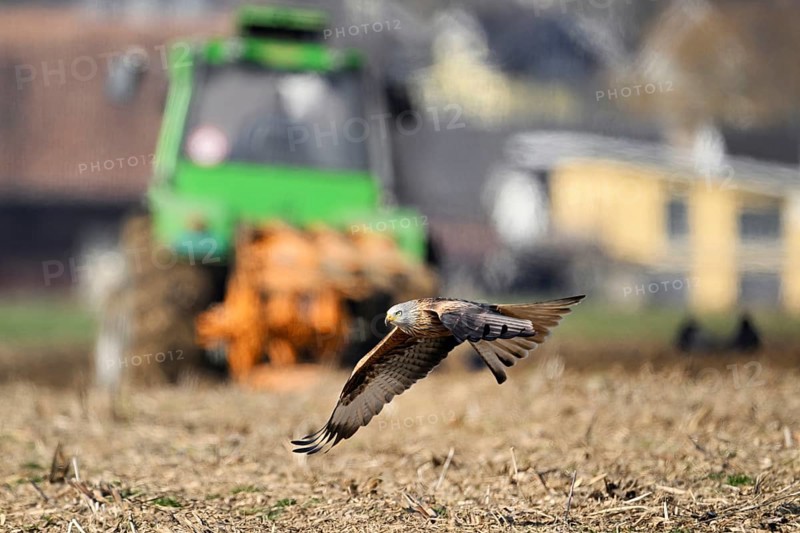Red Kite, Red Kite, Montagu's Harrier, Montagu's Harrier (Milvus milvus), in flight over farmland, Canton Aargau, Switzerland, Europe