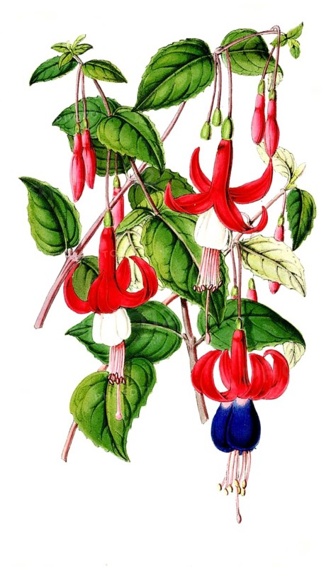 Various fuchsias, Fuchsia, species-rich genus in the evening primrose family, plant and flower, digitally reworked reproduction of an original from the 19th century
