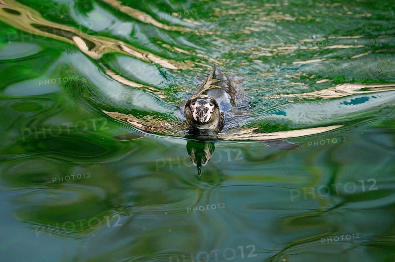 A penguin swimming on green water with movement and reflection in the surface, Humboldt Penguin (Spheniscus humboldti), captive