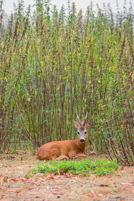 A roe buck (Capreolus capreolus) rests in nettle thicket